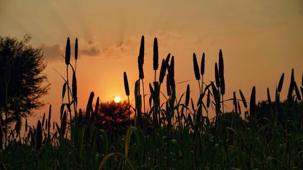Sun Shining over Golden Bajra or Pennisetum glaucum Field at Dawn or Sunset. - Photo, Image