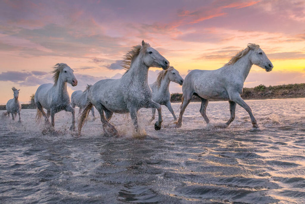 Стадо білих коней біжить по воді. Зображення, зроблене в Камарзі (Франція).. - Фото, зображення