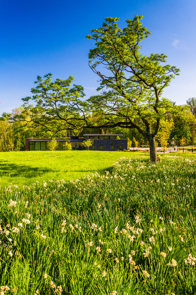 Tree and the Visitor Center at Cylburn Arboretum, Baltimore, Mar - 写真・画像