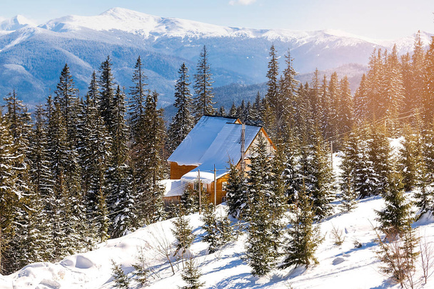 Green high spruce pine trees and vintage old retro wooden village rural house covered in snow in winter forest in mountains,nature. Calm countryside. Home residence in coniferous trees.Eco concept - Foto, Imagem