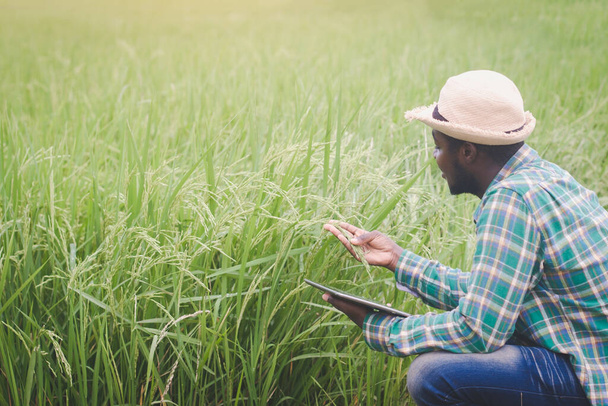 有機農業分野におけるイネの研究葉にタブレットを使用するアフリカの農家農業イノベーションと栽培概念 - 写真・画像