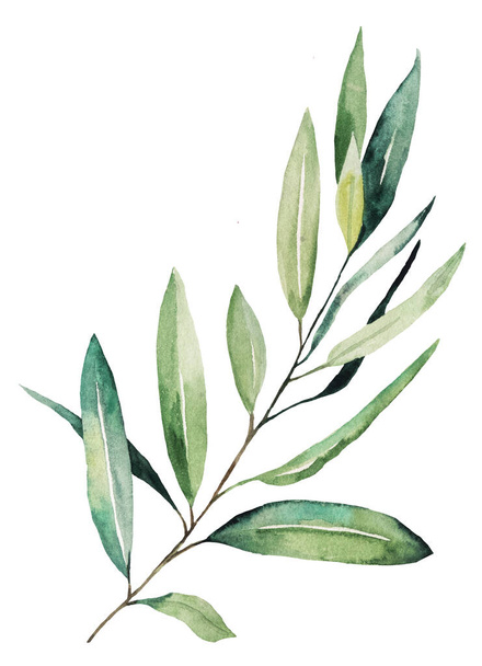 Watercolor olive twig with green leaves illustration isolated. Elegant greenery Element for autumn wedding design, laurel greeting cards. Peace and purity, victory and achievement concept - 写真・画像