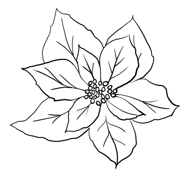 Christmas black outline Poinsettia flower isolated illustration. Element for winter holiday greeting cards, wedding invitations, winter posters and decorations. - Φωτογραφία, εικόνα