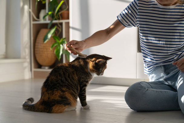 Zbliżenie dorywczo kobieta ręka czesanie tabby kot siedzi na parkiecie w jasnym mieszkaniu. Opieka nad zwierzętami i usuwanie nadmiaru włosów za pomocą specjalnego narzędzia kupionego w sklepie zoologicznym przez samotną dziewczynę kocha zwierzęta - Zdjęcie, obraz