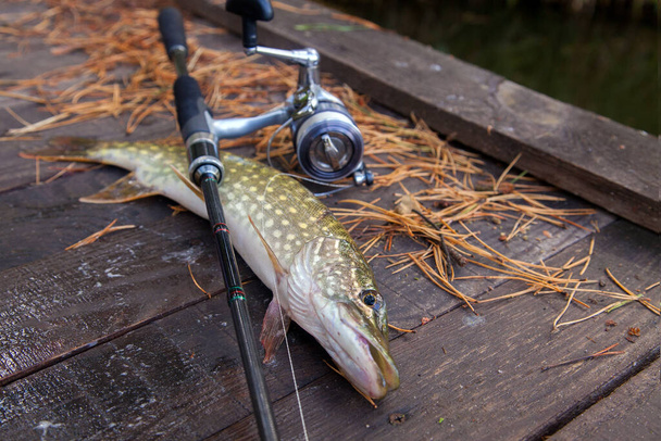 Freshwater Northern Pike Fish Know As Esox Lucius And Fishing Rod With Reel  Lying On Vintage Wooden Background At Autumn Time. Fishing Concept, Good  Catch - Big Freshwater Pike Fish Just Taken