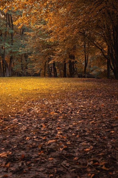 herfst rustige esthetische sfeer van verticale fotografie met bossen omgeving ruimte bomen rond kleine glade, levendige oranje kleur - Foto, afbeelding