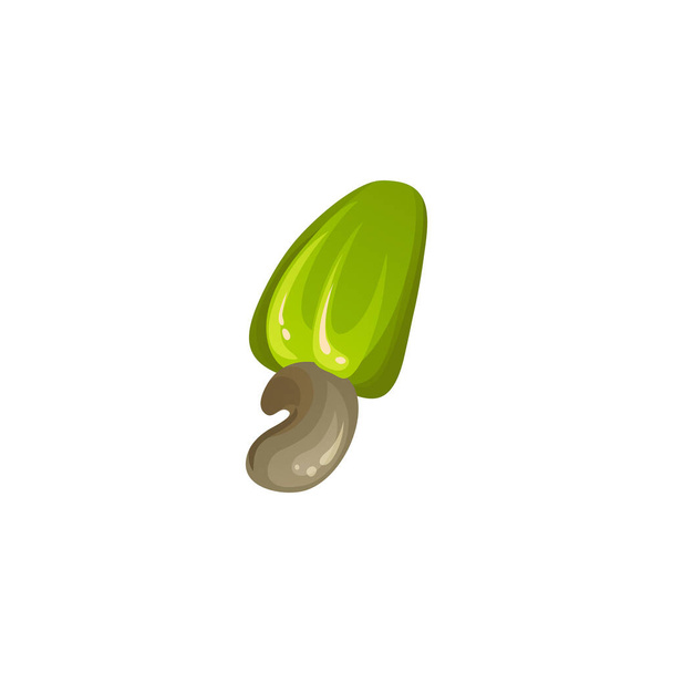 Green cashew nut. Unripe and ripe exotic yellow fruit with green leaves. Cartoon vector illustration - Вектор,изображение