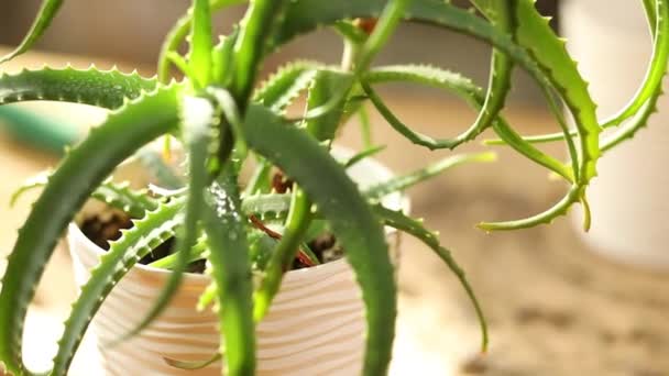 Zöld aloe vera házi növény napfényben otthon, közelkép - Felvétel, videó