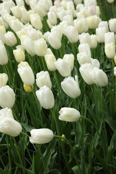 Many beautiful white tulip flowers growing outdoors, closeup. Spring season - Foto, immagini