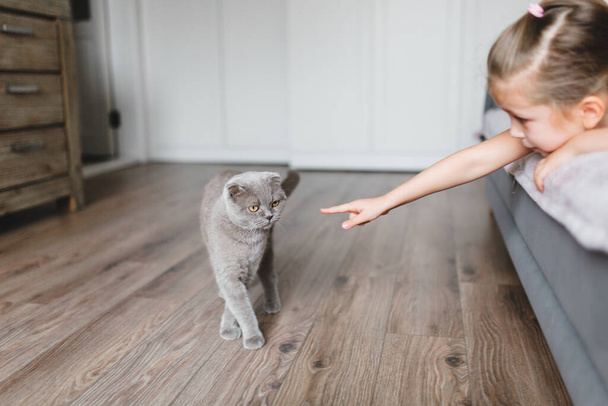 Pretty small girl with cat. Animal lover concept. Scottish fold grey cat. - Фото, изображение