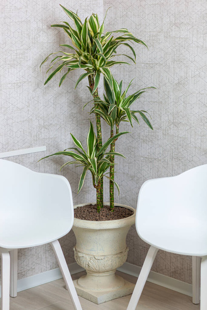Chlorophytum comosum houseplant in a decorative pot - Фото, изображение