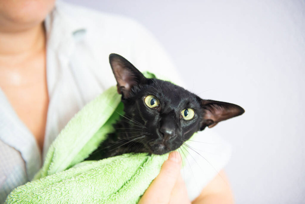 Black wet cat in towel after bath. Black oriental cat - Foto, Imagem