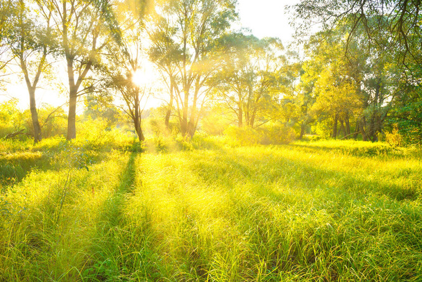 Zelený slunný les nebo park. Krajina se sluncem zářícím mezi stromy - Fotografie, Obrázek