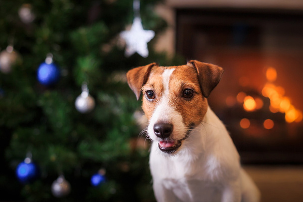 Jack Russell perro en la Navidad y Año Nuevo
 - Foto, Imagen