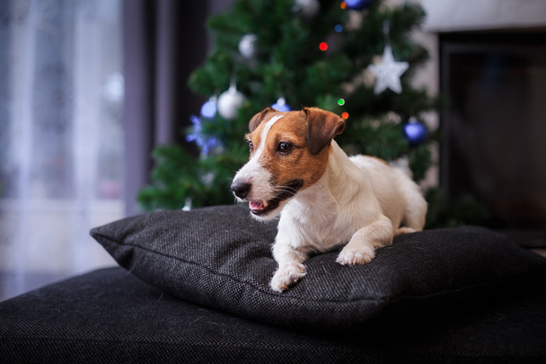 Jack Russell dog at the Christmas and New Year - Foto, imagen