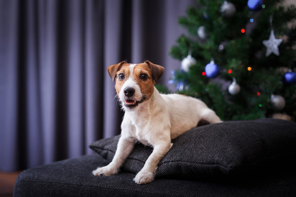 Jack Russell dog at the Christmas and New Year - Фото, зображення
