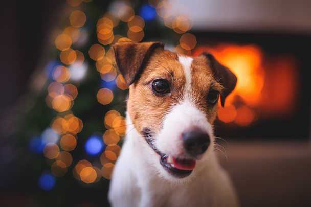 Jack Russell dog at the Christmas and New Year - Foto, Imagem