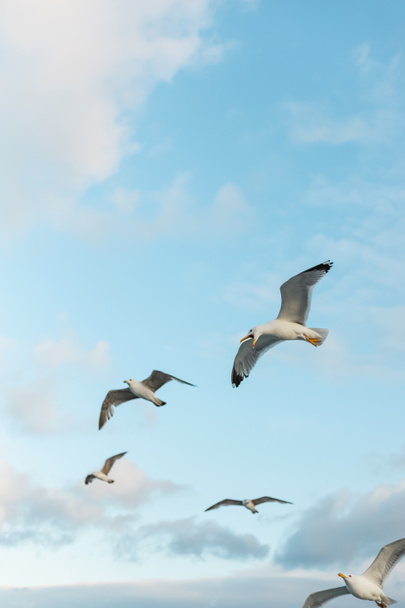 vue à faible angle des mouettes sauvages volant contre le ciel bleu avec des nuages  - Photo, image