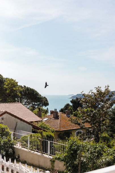 lintu lentää talojen ja meren yli prinsessa saarilla kalkkunassa  - Valokuva, kuva