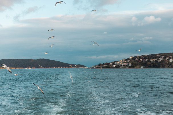 seagulls flying in sky over blue sea of bosporus in turkey  - Фото, изображение