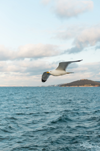 mouette volant dans le ciel au-dessus de la mer bleue du bosphore en dinde  - Photo, image