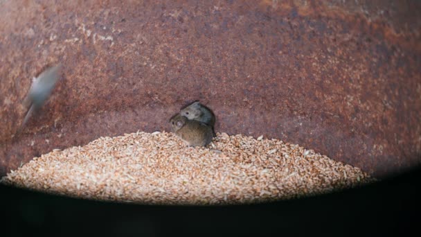 Polní myši v sudu pšenice zblízka, snaží se dostat ven. Škůdci obilí uvízli ve skladu. Tři malí domácí medvědi ve skladu pšenice. infekce a nemoci v potravinách. Vysoká kvalita - Záběry, video