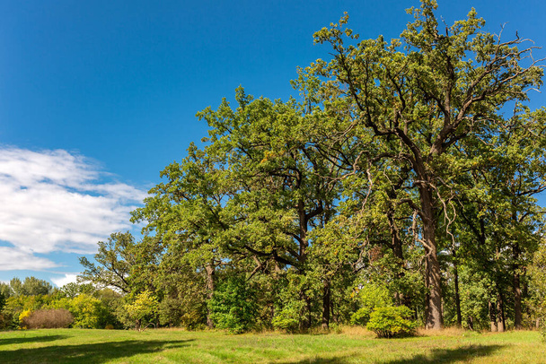 Árboles de paisaje robles en un claro. Hermosa naturaleza de verano. Sofiyivka - Foto, Imagen