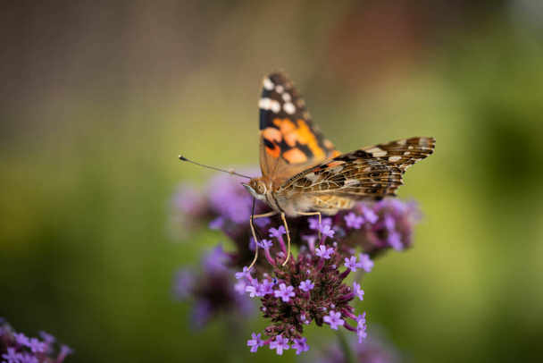 beautiful orange butterfly collects pollen - Foto, Imagen