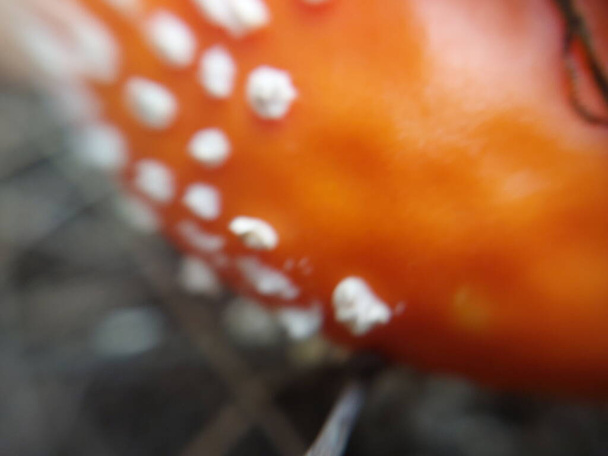 Rode vlieg agaric groeide in een bos - Foto, afbeelding