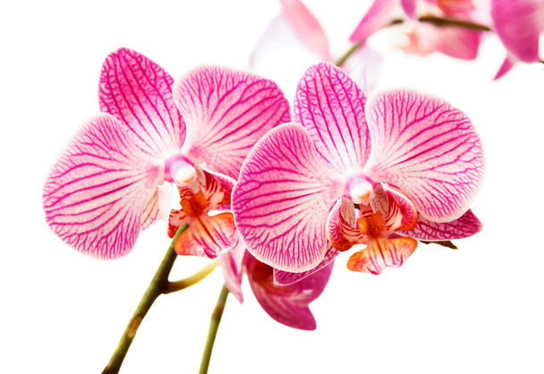 Branch of orchid - Photo, Image