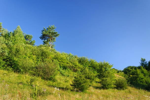 pine in the forest - Fotó, kép