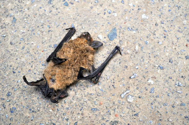 pipistrello secco morto
 - Foto, immagini