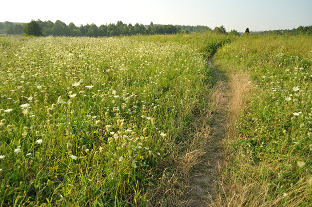 camino en el campo de hierba
 - Foto, Imagen