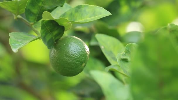 Зеленый лимон на ветке дерева
 - Кадры, видео