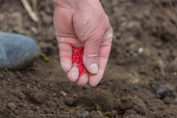 γυναίκα αγρότης σπέρνει σπόρους τεύτλων. επιλεκτική εστίαση - Φωτογραφία, εικόνα