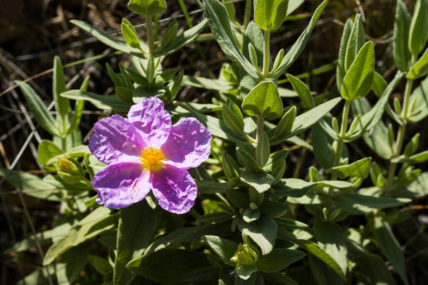 Flor Cisto de folhas cinzentas - Cistus albidus. Um pequeno arbusto mediterrânico perene com flores de cinco pétalas - Foto, Imagem