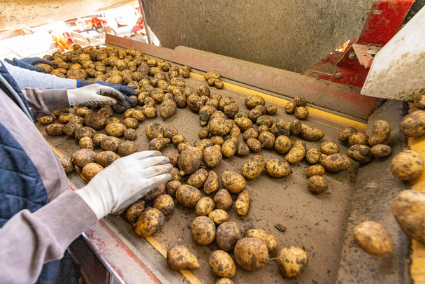 Potato sorting, processing and packing on factory - Photo, Image