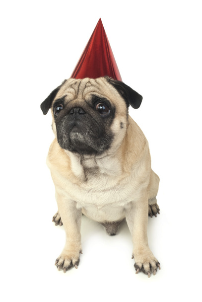 Pug dog in red Birthday cap - Φωτογραφία, εικόνα
