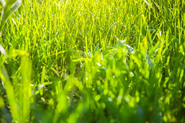 Parlak yeşil çimenler. Yaz havası fotoğrafı. Doğa geçmişi. Güzel, taze duvar kağıdı.. - Fotoğraf, Görsel