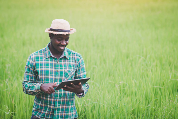 Agricultor africano usando tableta para hojas de investigación de arroz en campo agrícola orgánico.Concepto de innovación y cultivo agrícola - Foto, Imagen