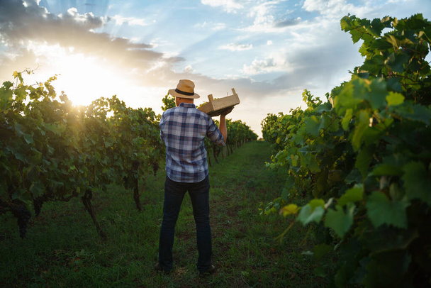 Achteraanzicht van een jonge boer met een doos druiven. Agronomist arbeider staat in wijngaarden. Hoge kwaliteit foto - Foto, afbeelding