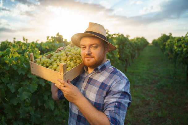 Widok z przodu młodego hodowcy winogron trzymać winogrona na ramię wielkie zbiory, uśmiechając się i patrząc w aparat fotograficzny. Wysokiej jakości zdjęcie - Zdjęcie, obraz