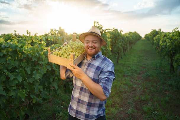 Front view of young male farmer winegrower hold lift box of grapes on shoulder great harvest, smiling and looking at the camera. High quality photo - Foto, Bild