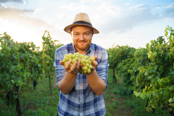 Vista frontal mirando a la cámara joven agricultor viticultor masculino sosteniendo racimo de uvas en la mano sonriendo. El trabajador agrónomo es feliz en el fondo del cielo despejado, viñedo verde. Foto de alta calidad - Foto, Imagen
