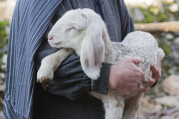 Баранина з вівчарка
 - Фото, зображення