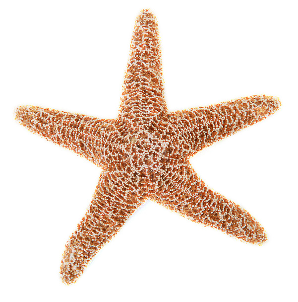 estrella de mar - Foto, imagen