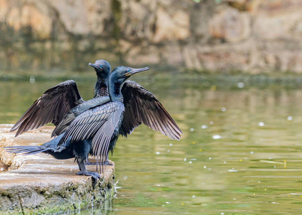Пара багномічних сушіння крил на острові в озері
 - Фото, зображення