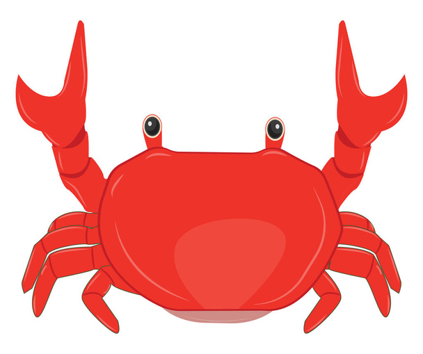 Red sea crab, illustration, vector on a white background. - Vector, Image
