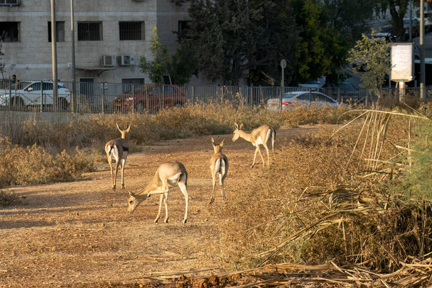 Naturaleza urbana: Un grupo de gacelas caminando por un sendero en un valle entre los edificios de Jerusalén, Israel. - Foto, imagen