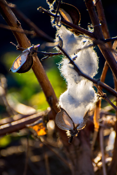 Bornes en coton naturel prêtes pour la récolte
 - Photo, image
